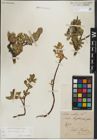 Foto von Salix kitaibeliana Willd.